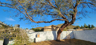 ✦ Tier 3 · Project Management & Consultancy ( PMC ) Program