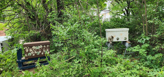 The Generational Hive - Insulated Layens Horizontal Hive (Natural Beekeeping)