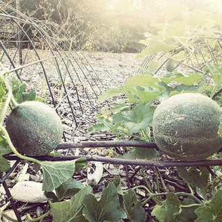 ✦ Tier 3 · Project Management & Consultancy ( PMC ) Program