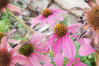 Permaculture Design: Full-Service Regenerative Design Programs (Tier 1 or 2)