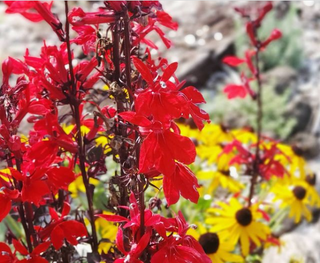 Permaculture Design: Full-Service Regenerative Design Programs (Tier 1 or 2)