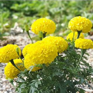 ✦ Tier 3 · Project Management & Consultancy ( PMC ) Program