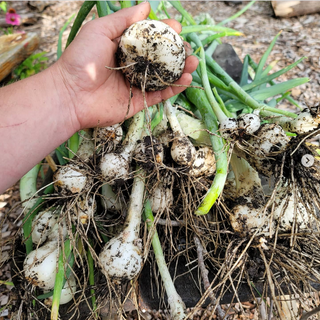 ✦ Tier 3 · Project Management & Consultancy ( PMC ) Program