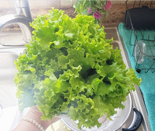 Permaculture Design: Full-Service Regenerative Design Programs (Tier 1 or 2)