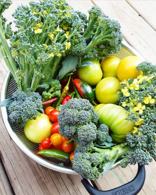 Permaculture Design: Full-Service Regenerative Design Programs (Tier 1 or 2)