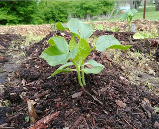 Permaculture Design: Full-Service Regenerative Design Programs (Tier 1 or 2)