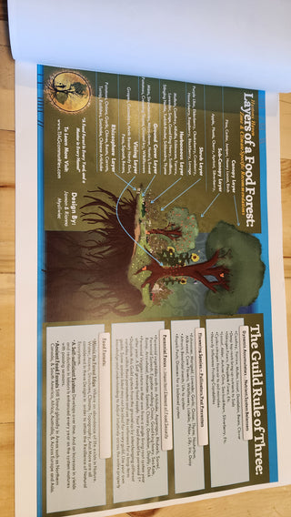 Layers of a Food Forest (Agroforestry / Guild Guide)