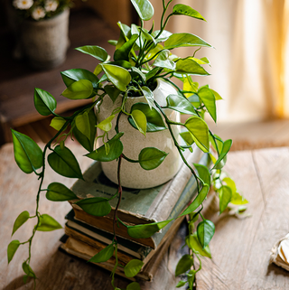 Artificial Devil's Ivy Plant in White Pot