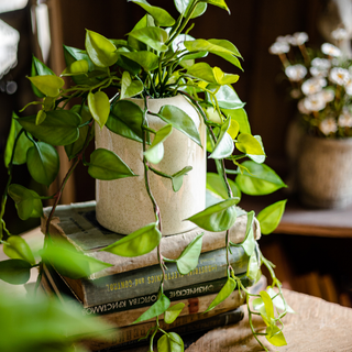 Artificial Devil's Ivy Plant in White Pot