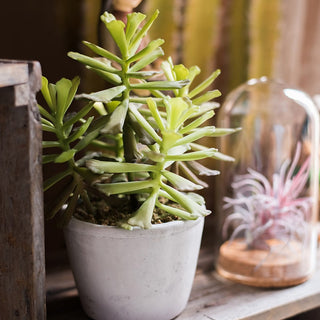 Artificial Faux Adromischus Succulent In Pot