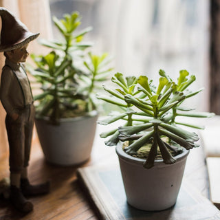 Artificial Faux Adromischus Succulent In Pot