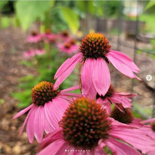 Professional Permaculture Property Design