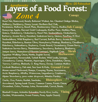 Layers of a Food Forest (Agroforestry / Guild Guide)