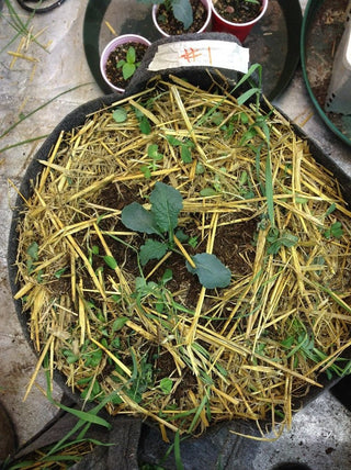 Certified Organic Straw Mulch