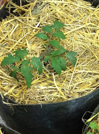 Certified Organic Straw Mulch