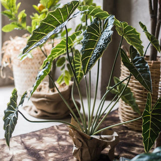 Artificial Faux Alocasia Plant In Pot 31" Tall