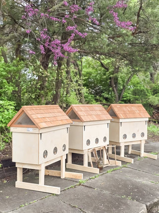 Customized Generational Hive Order (Base Rate)
