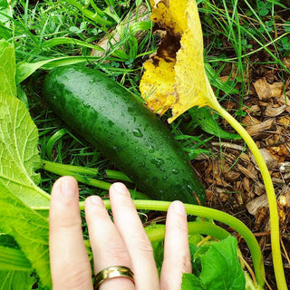 HOST: A Permaculture Community Event with Jamon