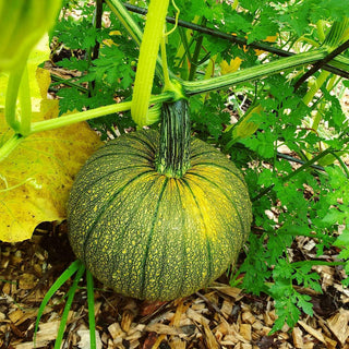 Haven Permaculture Project Management & Consultancy Program (PMC)