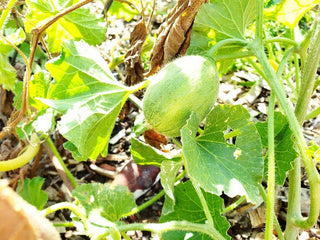 HOST: A Permaculture Community Event with Jamon