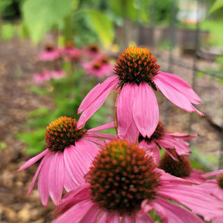 40 Variety Medicinal Seed Pack - A Lulus Garden Exclusive