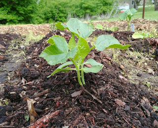 30 Variety Vegetable Garden Heirloom Seed Pack