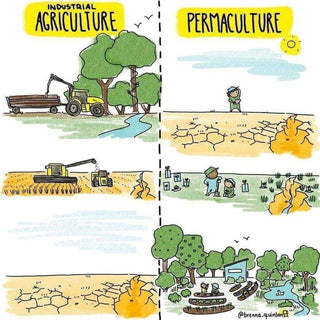 Tier 1: Urban Permaculture Property Design
