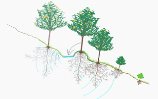 Permaculture 1:1 Family Mentorship - 12 Weeks (3 months)