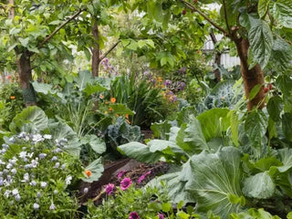 TIAG - The Independant American Gardener (The Journey Program - Access Subscription)
