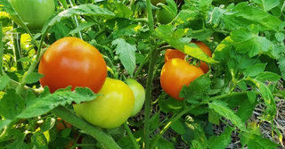 HOST: A Permaculture Community Event with Jamon